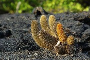 lavaCactus.JPG